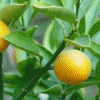 質(zhì)優(yōu)價廉的柚皮甙，植物提取物