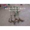 新聞:批發金蛋子種苗_金彈子苗價格行情(推薦閱讀)_批發油柿